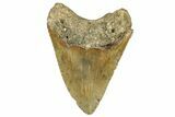 Fossil Megalodon Tooth - North Carolina #328428-2